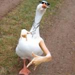 Patito